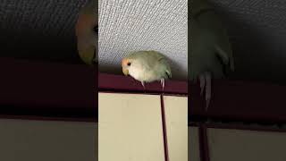 隙間で遊ぶコザクラインコ