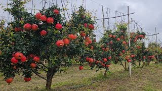 BEST POMOGRANATE FARM #anar #pomegranatefarming #indianfarmer #अनार @FARMER-INDIA