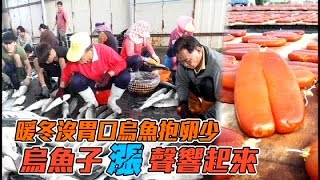 暖冬減產 烏魚子估漲百元 | 台灣蘋果日報