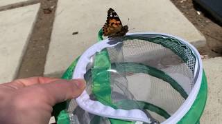 A Butterfly Release