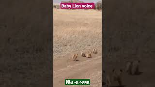 baby lion Roar cute bachha સિંહ ના બચ્ચા ક્યૂટ #shorts #trending #amazing baby cute lion