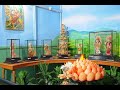 Documentary On Sea Shell Art  Museum In Mysore,  Mysore Tourism