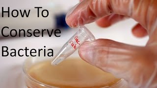 [DIY BIO] How To Conserve Bacteria For Months