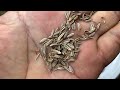 fennel seed harvesting a flavorful journey🌱 fennelseeds fennel gardening healthyeating seeds