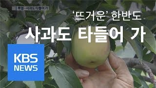 연일 폭염 기승 속 사과도 타들어가 / KBS뉴스(News)