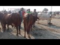 desi cow competition at punjab. top sahiwal cow