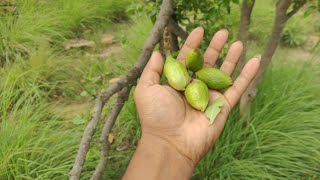 Into the #Naniyala forest #naniyalaelephantcamp #travel #forestfruit