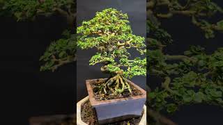 บอนไซเพรมน่า#bonsai #บอนไซ #ฅนสร้างศิลป์บอนไซ#BonsaiHomemade#bonsai#เพรมน่าไทยเสียบเพรมน่าใต้หวัน