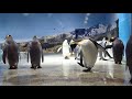 キングペンギンのＹ字バランス