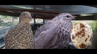 បច្ចេក​ទេសចិញ្ចឹមក្រួច Quail farming techniques