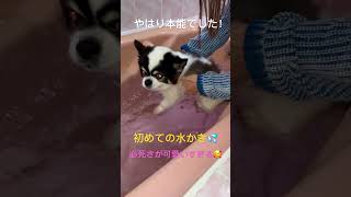 湯船に近づけたら…やっぱり本能覚醒！シニア犬福ちゃん