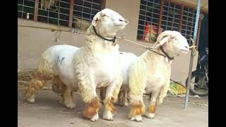 Bandur sheep (Bannur sheep) ❤ pls like,subscribe and support the channel!