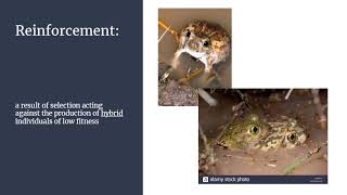 Plains Spadefoot Toad            Spea Bombifrons