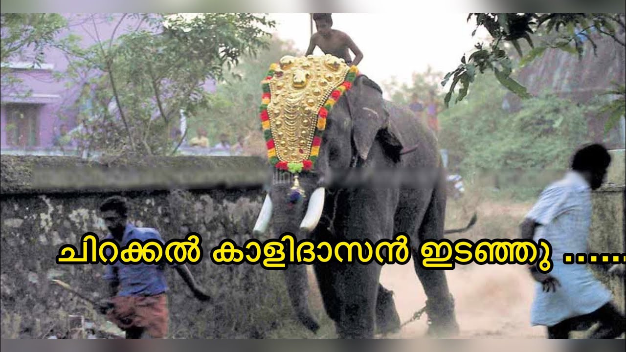 ചിറക്കൽ കാളിദാസൻ ഇടഞ്ഞു...| Chirakkal Kalidasan Attack | Elephant ...