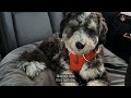 버니두들 강아지와 함께하는 숲 속 해변 주말 산책 캐나다 오프리쉬 도그파크 나들이 off leash in vancouver canada with a bernedoodle pup