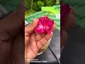 3 Pro Tips to grow lotus #planting #youtubeshorts #happiness #india #lotus #trending