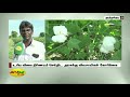 சுமார் 1000 ஏக்‍கரில் பருத்தி சாகுபடி thoothukudi cotton cultivation