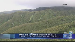 Rapid Ohia Death Detected on Oahu