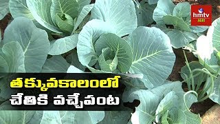 Cauliflower Cultivation in Terrace | Best Tips by Ragothama Reddy | hmtv