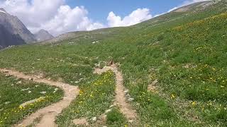 Himalayan Marmot in the wild