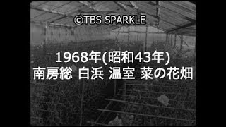 【TBSスパークル】1968年 千葉 南房総 白浜 温室 カーネーション 菜の花畑