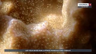 Connected By the Reef : les mystères de la ponte synchronisée de coraux Porites Rus