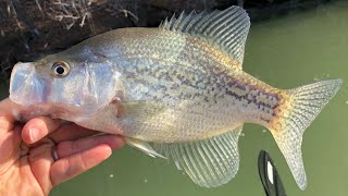 Catching Crappie in December out of East TN Clinch River system.