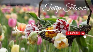 Tulip Magic: Unveiling the Beauty of the World's Beloved Flower 🌷💫