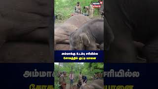 Elephant | அம்மாக்கு உடம்பு சரியில்ல சோகத்தில் குட்டி யானை |  Coimbatore | Marudhamalai