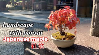 モミジ(紅鶴) ／Japanese maple