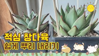 적심한 창 뿌리 빨리 내리기window succulents wetting rooting