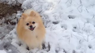 雪のなかでぽいーん！Play in the snow!