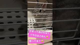 #ごめんなさい #うさぎ #うさぎのいる暮らし #うさぎのいる生活 #かわいい動物 #ペット #ペットの気持ち #かまちょ #かわいい