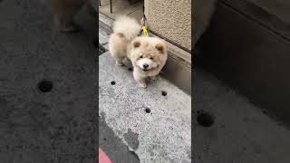 客人的狗狗~每天忍不住多看他兩眼#dog #dogs #狗狗