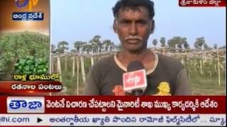 Earning More Money With Rock Lands: An Unique Way Used By Srikakulam Farmers