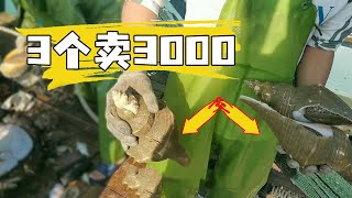 天价海螺！3个海螺价值3000？这一趟出海赚翻了【南澳岛记录员彪哥】