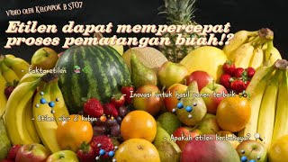 Pengaruh Etilen terhadap Proses Pematangan Buah