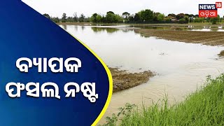 Odisha Weather News | Ganjam News I ଗଂଜାମରେ ଲଗାଣ ବର୍ଷା ହେଉଥିବାବେଳେ ଚାଷଜମି ଜଳମଗ୍ନ