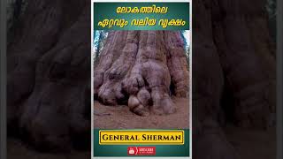 ലോകത്തിലെ ഏറ്റവും വലിയ വൃക്ഷം | General Sherman |  world's largest tree