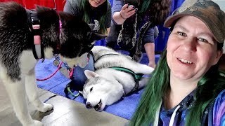 Huskies Howling at the Novi Pet Expo Day 1