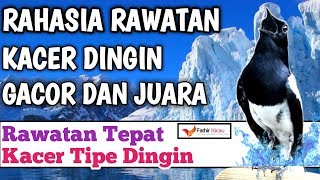 PERAWATAN KACER TIPE DINGIN, SETINGAN TERBAIK!