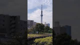 亀戸天神、藤の花と東京スカイツリー。2024,4,20 #亀戸天神 #tokyoskytree #japaneseculture  #藤祭り