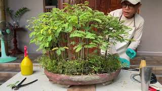 บอนไซมะขาม แบบสวนป่า (Tamarind bonsai Group planting style)