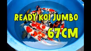 READY KOI SULTAN !!! | KUALITAS BAGUS | BERKUALITAS | Dua Putri Koi | 19-02-2025