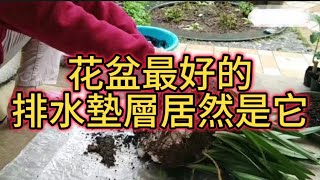 花盆最好的排水墊層居然是它，這垂手可得的材料用處大#花園 #花园