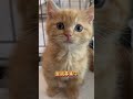 里親募集中子猫アゴはネコ 子ネコ