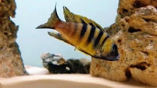 RARE Metriaclima sp. Mbweca Cichlid Malawi Mbuna