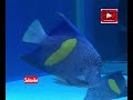 കടലിലെ അത്ഭുത കാഴ്ചകൾ കാണാം sharjah travel vlog sharjahaquarium amazing sea visuals@simiami’ vodcast