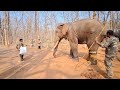 Wild Elephant now tame and trained come out from the crowl