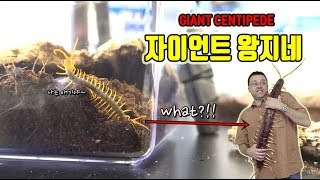 30cm까지 성장하는 슈퍼왕지네를 사육해본다..맘 단디먹으라!!! [정브르]